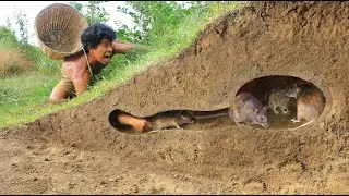 Thumbnail: Catch mouse in the Rainforest