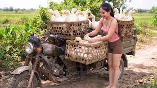 Thumbnail: [TIMELAPSE] Harvesting 500+ Ducks Ready for Market and Rebuilding the Animal Farm | Phương's Story