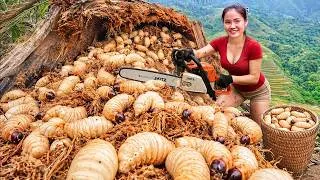 Thumbnail: [TIMELAPSE] Harvesting 12KG+ Giant Many Palm Weevil, Ant Eggs go to Sell at Market | Phương's Story