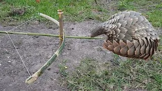 Thumbnail: Survival Life - 100% Amazing Archery Bow Trap Catching 40kg Pangolin Animal