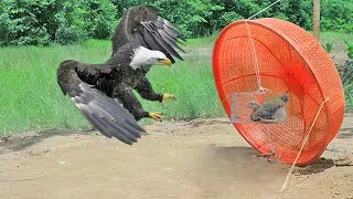 Thumbnail: Trapping 20kg Big Bird Eagle with unbelievable trap but work 1000000%  for survival