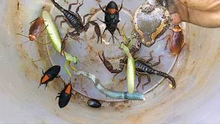 Thumbnail: 🇲🇨hunting forest insects from various groups including venomous insects, scorpions, mantises, frogs,