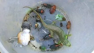 Thumbnail: Catch red-backed elephant beetles, green ladybugs, and various unique animals. Insects hunting