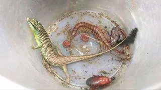 Thumbnail: 🇧🇷 There are giant lizards, hunting poisonous black caterpillars, centipedes, crickets, millipedes