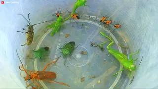 Thumbnail: Catching beautiful green ladybugs, I hunt and observe small animals. There are wasps, grasshoppers
