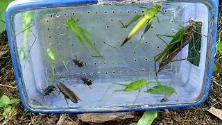 Thumbnail: 🏴‍☠️Collect colorful Grasshoppers, hunt and observe beautiful grasshoppers, any praying mantis