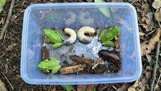 Thumbnail: Hunt Catch a variety of beautiful frogs, larvae, rare cockroaches, dangerous insects, ladybugs