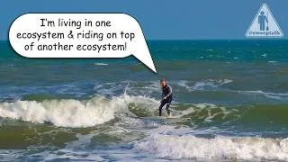 Thumbnail: SUP Surfing and Talking Ecology and Backyard Graves | Sweep Talk 556 | Live Mic SUP