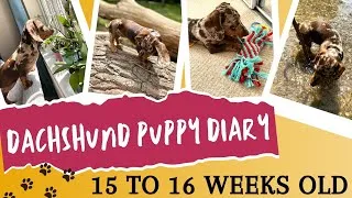Thumbnail: How is our dachshund puppy's behaviour changing at 15 to 16 weeks old | Doxie puppy development