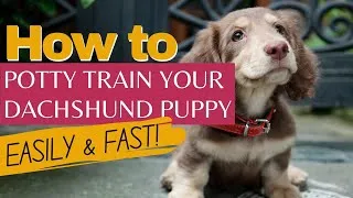 Thumbnail: How to potty train your dachshund puppy EASILY and FAST | Complete guide to toilet training a puppy
