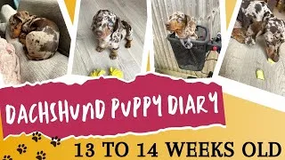 Thumbnail: Our Dachshund Puppy Continues To Develop Fast At 13 To 14 Weeks Old | Doxie Puppy Development
