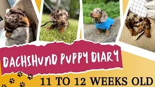 Thumbnail: Our dachshund puppy's development at 11 to 12 weeks old | What to expect when your puppy is 12 weeks