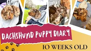 Thumbnail: What to expect when your dachshund puppy is 10 weeks old | Doxie puppy development | Puppy diary