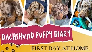 Thumbnail: First day at home with our dachshund puppy | What to do with your new puppy the first day