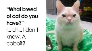 Thumbnail: Animal Memes That Are Just the Right Kind of Ridiculous