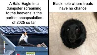Thumbnail: Funny Animal Memes That Will Bring Sunshine to Your Day