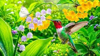 Thumbnail: Birdsong and Relaxing Piano Music 🕊️🌿 Soothe Your Nervous System, Ease Stress & Find Deep Calm
