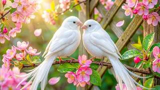 Thumbnail: 🐦 Birds Singing in a Peaceful Forest Morning 🌳Nature Sounds for Deep Sleep and Calm Mind