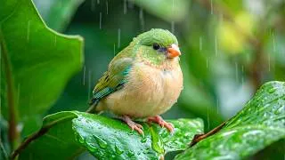 Thumbnail: Gentle Birdsong and Soft Piano 🎹🌧️Deep Focus Music for Work and Study 🍃