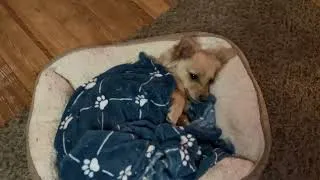 Thumbnail: My dog part 3