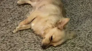Thumbnail: My dog part 2