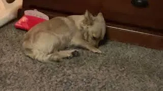 Thumbnail: My dog part 1