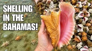 Thumbnail: I left the country for shells! A day trip to the Bahamas was everything I had hoped for!