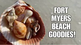 Thumbnail: What's on Fort Myers Beach? 6 years of beachcombing has taught me a lot!