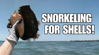 Thumbnail: Snorkeling for sea shells. The Florida Keys has so many treasures (and critters)!