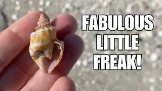 Thumbnail: I love werid shells! Keewaydin gave me a fabulous little weirdo!