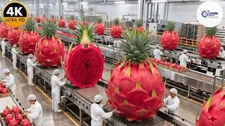Thumbnail: Inside a High-Tech Red Dragon Fruit Factory | Farm to Drink (Full Process)