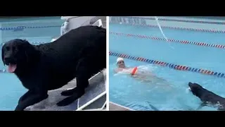 Thumbnail: Caeleb Dressel's Dog Races a 25!! Doggy Paddle(duh)