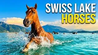 Thumbnail: Horses Swimming in a Swiss Lake 🐴💦 | Relaxing Summer ASMR in Switzerland 🇨🇭 #zug #horse 