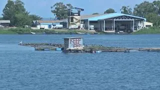 Thumbnail: Uganda Secures EU Market for Farmed Fish | AMSP