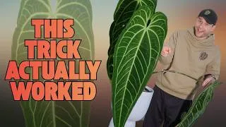 Thumbnail: How to super-size your Anthuriums