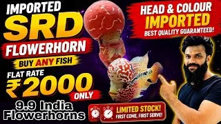 Thumbnail: Imported SRD Flowerhorn Flat Sale Buy Any SRD Monster Kok Flowerhorns Only 2000 l 9.9 india mumbai