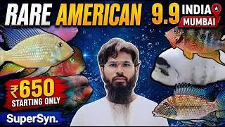Thumbnail: Most Beautiful & Rare American Cichlids stock in India 9.9,Vieja ,Geophagus, GUINACARA,TEXAS, Hybrid