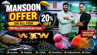 Thumbnail: WOW Aquatics Monsoon Offer | 20% OFF, Arowana, Stingrays, catfish, Flowerhorns, Frontosa and more