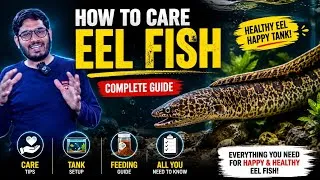 Thumbnail: How to care Eel fish,Tyre Track Eel vs Fire Eel vs moree Eel | Care,Feeding & TankSetup Top Mistakes