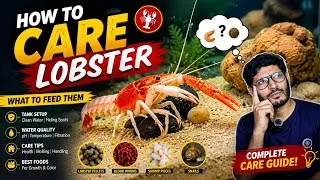Thumbnail: How to care Your Lobster : Care, Feeding & Tankmates , 5 Mistakes That Kill Your Lobster! ❌