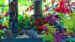Thumbnail: Starlings turn the Feeder into a Water Park