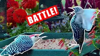 Thumbnail: Red-Bellied Woodpecker Defends the feeder from Starlings!
