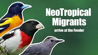 Thumbnail: Baltimore Orioles, Rose-Breasted Grosbeaks, and Gray Catbirds arrive at the feeder in NJ, 4.27.24