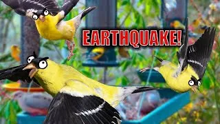 Thumbnail: How birds react to an Earthquake