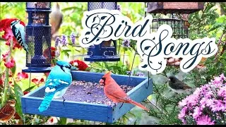 Thumbnail: Comforting Sounds of Winter: Bird Songs (10hrs Uninterrupted)