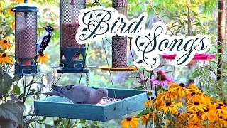 Thumbnail: Uplifting Birds Singing in Spring (10hrs Uninterrupted)
