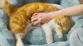 Thumbnail: 12 Must-Have Amazon Gadgets Every Pet Owner Needs