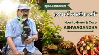 Thumbnail: घर में Ashwagandha लगाना क्यों ज़रूरी है? | Complete Growing Guide #ashwagandha