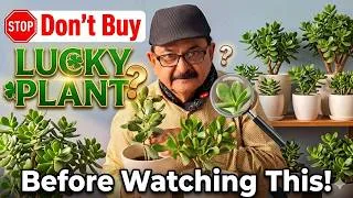 Thumbnail: Don’t Buy Jade Plant (Crassula Ovata) Before Watching This. Complete Care, Vastu & Propagation Guide