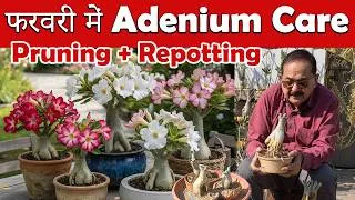 Thumbnail: February में Adenium की Hard Pruning & Repotting कैसे करें? 🌸 Desert Rose Complete Guide #adenium
